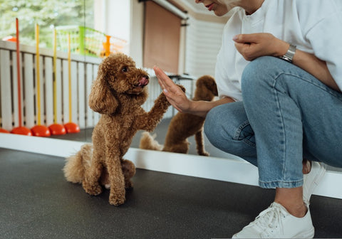 Poodle Puppy Training with Woman