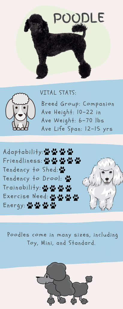 Poodle Stats Infographic