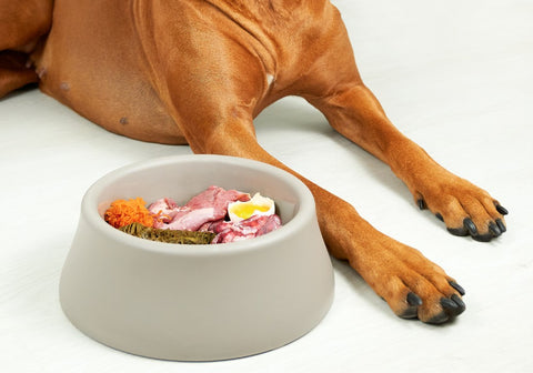 Portion Control for Diabetic Dogs