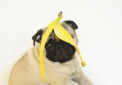Pug with Banana Peel on Head