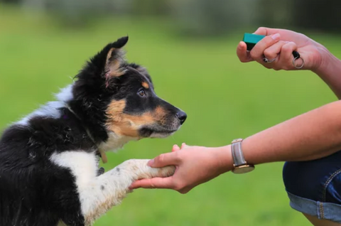 Puppy Being Trained with a Clicker