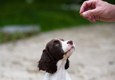 Puppy Looking at Small Hand-Held Treat