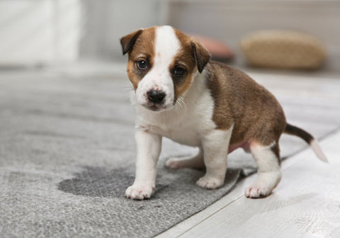 Puppy Near Urine Stain on Carpet