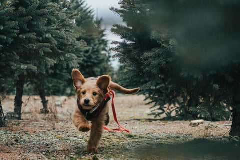 Puppy Running Through Forest with Leash Hanging