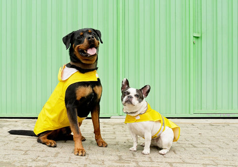 Rottweiler and French Bulldog Wearing Yellow Raincoat in Green Background