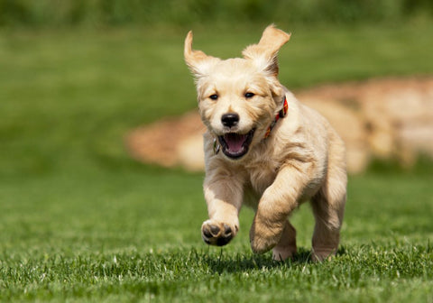 Running Golden Retriever Puppy