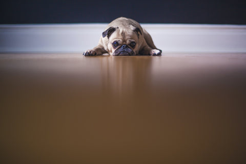Sad Pug Lying on Floor