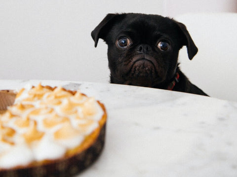 Sad Black Dog Looking at Pie