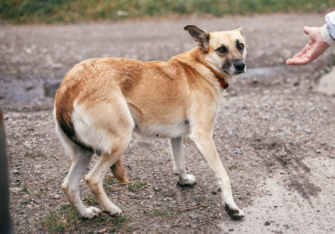 Scared Dog with Tucked Tail