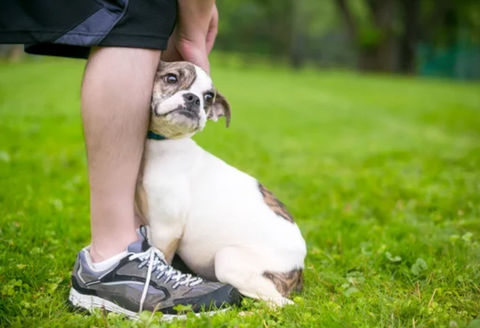 Scared Puppy Leaning Against His Owner's Legs