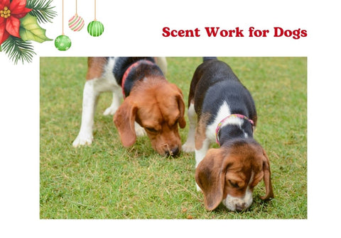 Scent Work for Dogs