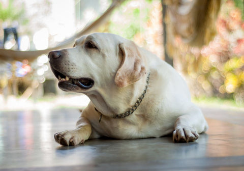 Senior Labrador Dog Lying on the Floor