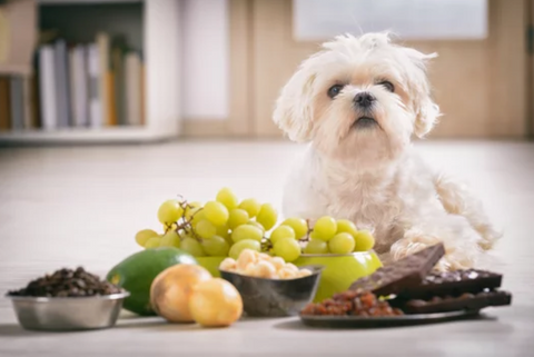 Shih Tzu with Grapes, Avocado, Onions and Chocolate