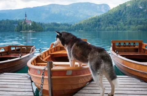 Siberian Husky Getting on Small Wooden Boat