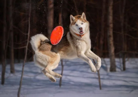 Siberian Husky Playiong with a Red Frisbee in the Snow