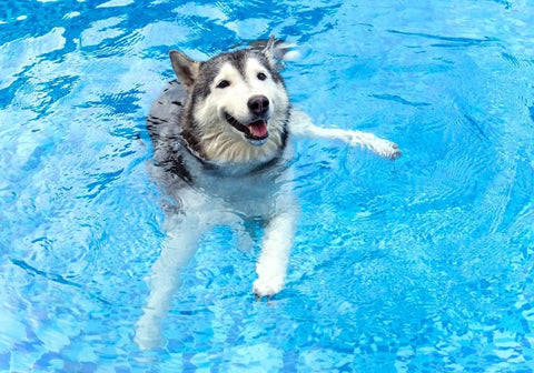Siberian Husky Swimming in the Pool