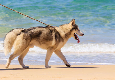 Siberian Husky Walking on Beach