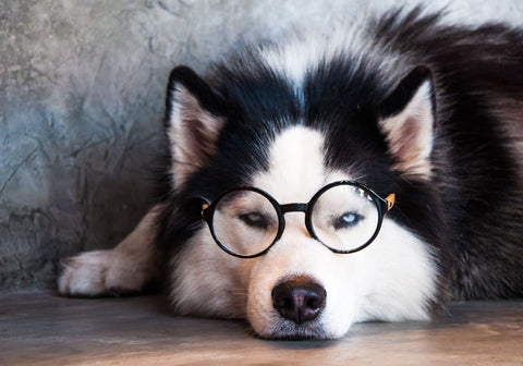 Siberian Husky Wearing Glasses