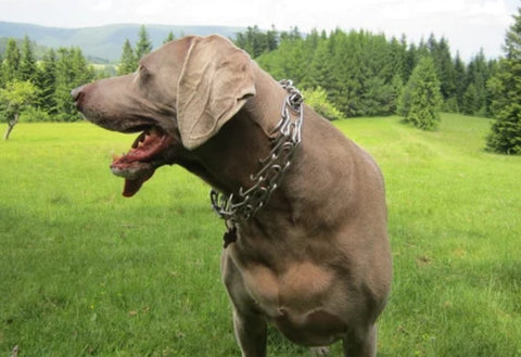 Side View Photo of Dog Wearing Prong Collar