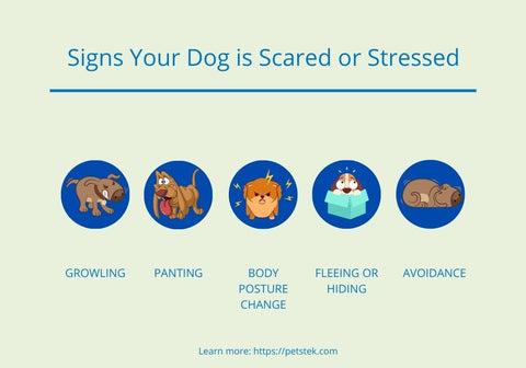 Signs Your Dog MayBe Fearful Infographic