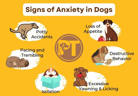 Signs of Anxiety in Dogs Infographic