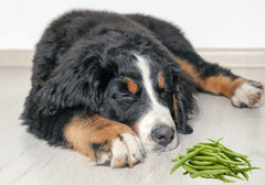 Sleeping Bernese Mountain Dog Next to Mound of Green Beans