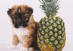 Small Brown Puppy Sitting Next to Unpeeled Pineapple