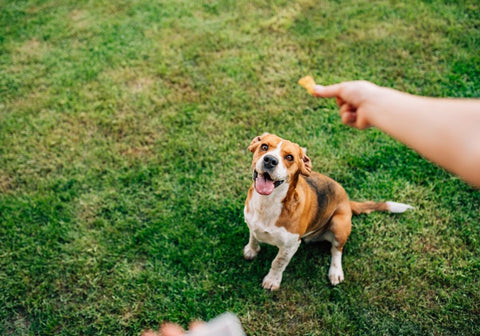 Small Brown and White Dog Looking at HandHeld Treat