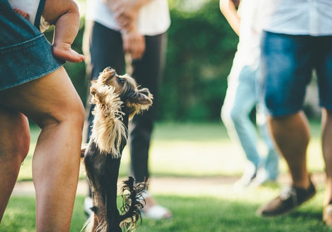 Small Dog Jumping on Human with Baby