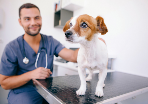 Small Dog at a Veterinarian Clinic