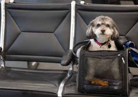 Small Dog in a Pet Carrier in an Airport Seat