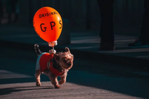 Small Dog with Balloon Attached in Back