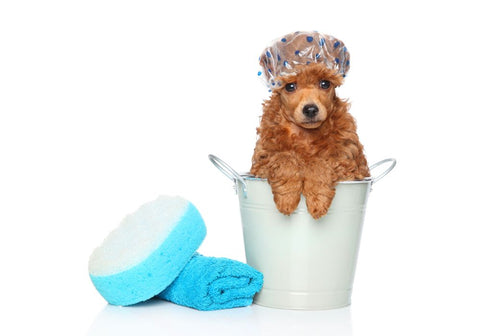 Small Dog with Shower Cap Inside Bucket