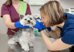 Small Gray and White Dog Being Checked by Vet