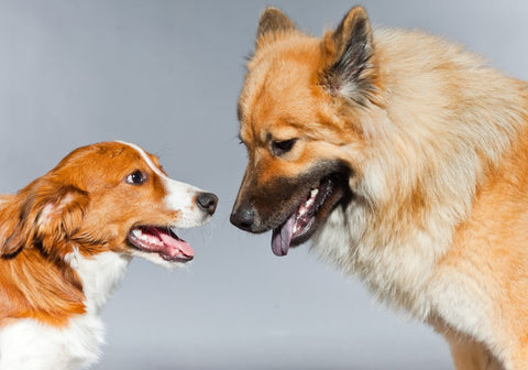 Small and Big Dogs in Gray Background