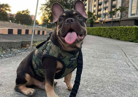 Smiling French Bulldog on the Street