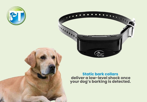 Dog Wearing a Static Bark Collar with Text