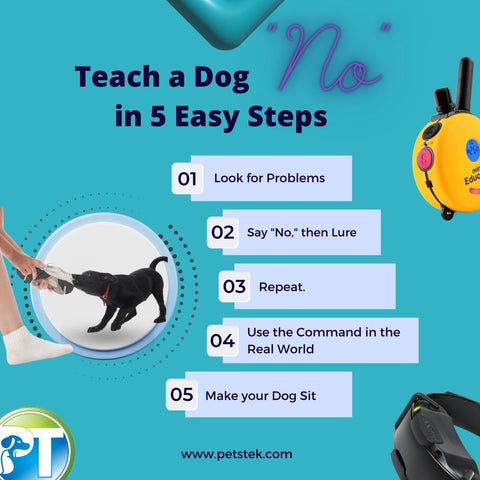 Step by Step Guide to Teach a Dog the No Command