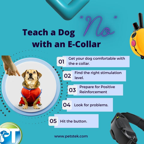 Step by Step Guide to Teach a Dog the No Command with an E Collar