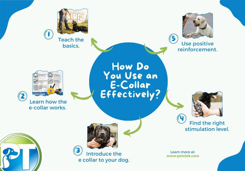 Steps on How Do  to Use an E-Collar Effectively