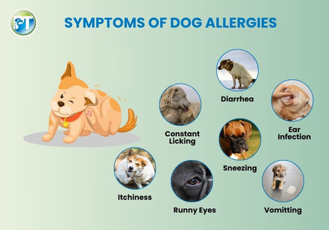 Symptoms of Dog Allergies