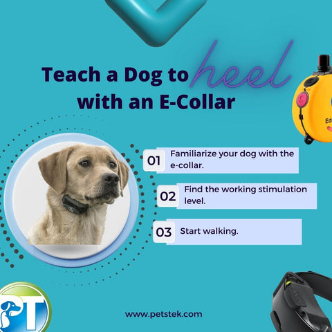 Teach a Dog to Heel Using an E Collar Infographic