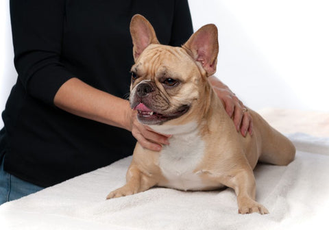 Tan French Bulldog Getting a Massage