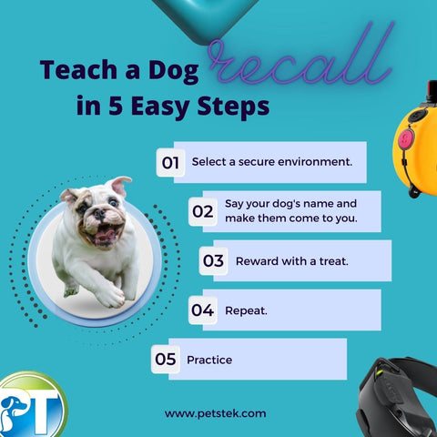 How to Teach a Dog Recall in 5 Easy Steps