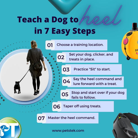 How to Teach Heel in 7 Steps Infographic