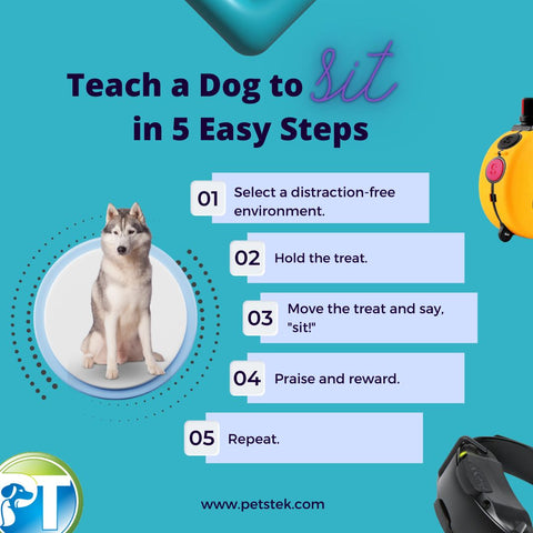 Teach a Dog to Sit with an E-Collar Infographic