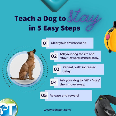 Teach a Dog to Stay in 5 Easy Steps Infographic