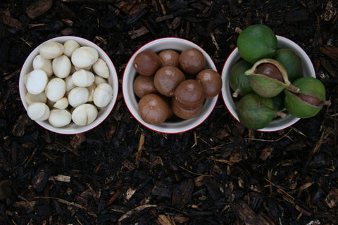 Three Bowls of Macadamia Nuts