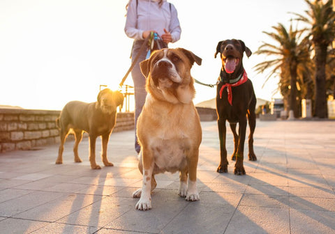 Three Different Dog Breeds Enjoying a Walk Outdoors