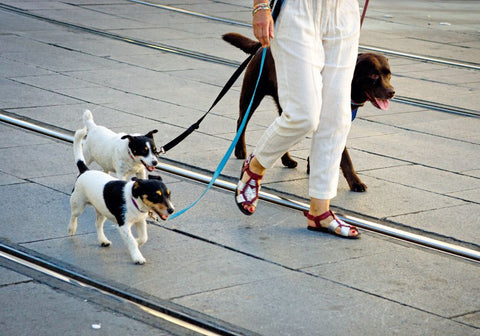 Three Dogs on a Leash Walking with Human